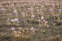A-Hillside-of-Pasque-Flowers-Michael-Van-Valkenburg-1