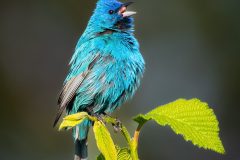 Indigo-Bunting-Michael-Van-Valkenburg