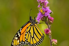 Monarch-on-Rough-Blazing-Star-Michael-Van-Valkenburg