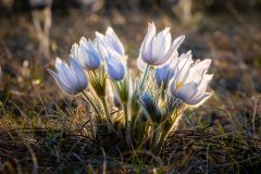 Pasque-Flowers-Michael-Van-Valkenburg-2